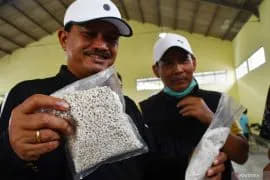 Dokumentasi produk porang